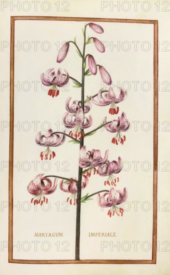 Martagum imperiale, Turkish League or Martagon Lily, Historical, digitally enhanced reproduction