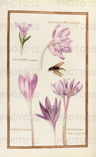 Colchicum montanum, Berg-Zeitlose, flore multiplici, bysantinum, panonicum, Herbstzeitlose,