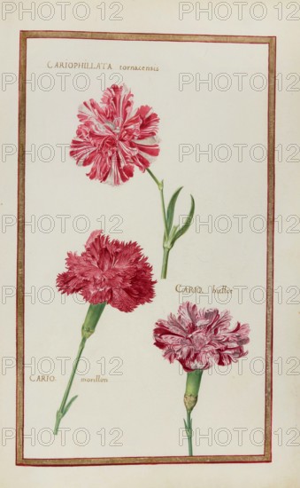 Cariophillata tornacensis, huttor and morillon, Caryophyllaceae, Dianthus, Carnation, Historical,