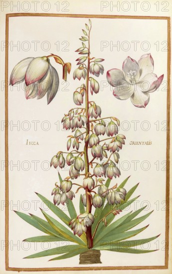 Yucca orientalis, palm lily or yucca, historical, digitally enhanced reproduction from Theatrum