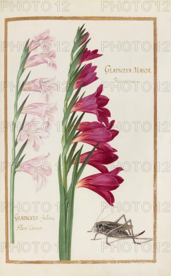Gladiolys maior, Gladiolus, Historical, digitally enhanced reproduction from Theatrum florae (1624)