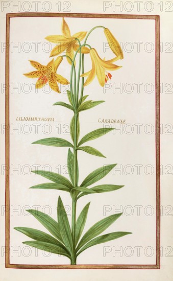 Liliomartagual canadense, Canada lily, also known as Canadian water lily or yellow lily, Lilium