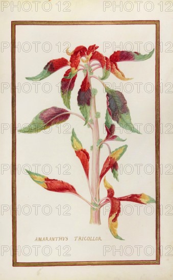Amaranthus tricolor, Amaranthus tricolor or vegetable amaranth, historical, digitally enhanced