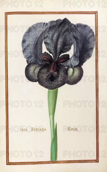 Iris susiana, Traueriris, Historical, digitally enhanced reproduction from Theatrum florae (1624)