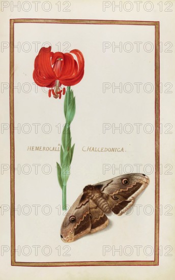 Hemerocallis chalcedonica, daylily, historical, digitally enhanced reproduction from Theatrum