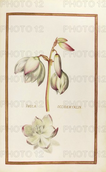 Yucca oxxidentalis, palm lily, historical, digitally enhanced reproduction from Theatrum florae