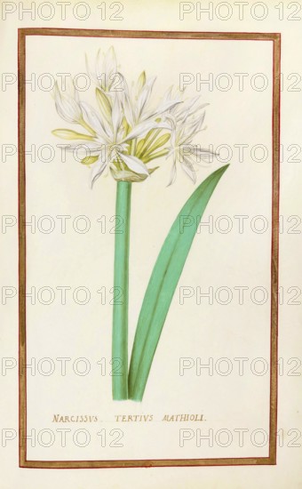 Daffodils, Narcissus tertius, historical, digitally enhanced reproduction from Theatrum florae