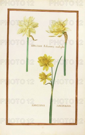 Narcissus, Narcissus, historical, digitally enhanced reproduction from Theatrum florae (1624) by