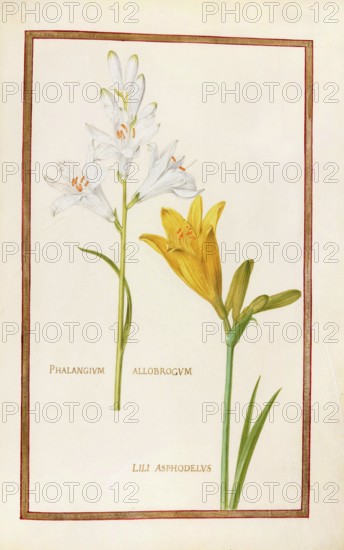Phalangium allobrogum and Lili asphodelus, yellow daylily, Historical, digitally enhanced