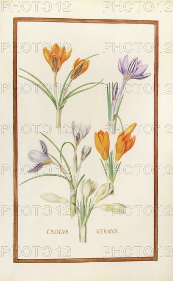 Crocus vernus, spring crocus, historical, digitally enhanced reproduction from Theatrum florae