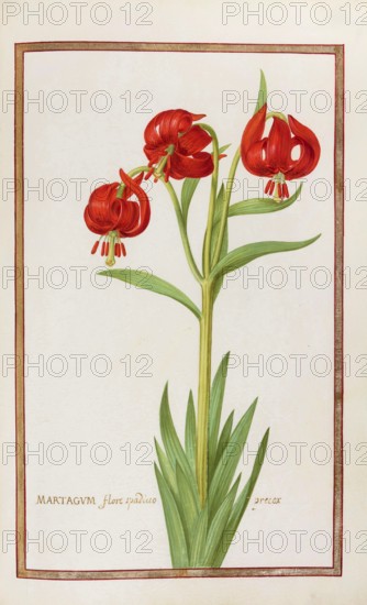 Martagum flore spadieoprecox, Turkish League, Historical, digitally enhanced reproduction from