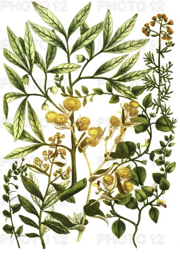 A. Elatine folio subrotundo, b. Elatine folio anguloso, c. Elemifera es qua gumini, Elemi, d.