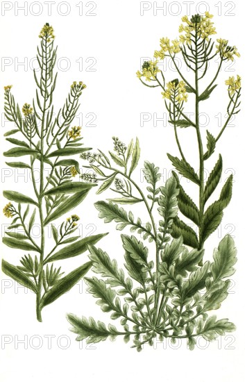Various species of rocket, a. Eruca sativa, b. Eruca sylvestris latifolia, c. Eruca sylvestris