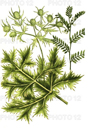 Ervum semine and Eryngium vulgare, Man's Thistle, Historic, digitally restored reproduction from a