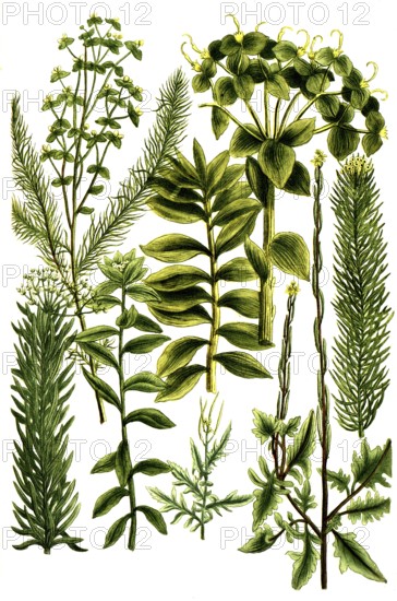 Erysimum jrio, Wegsenf, Erysimum altissimum, officinarum, Esula linaria and Esula dendroides,
