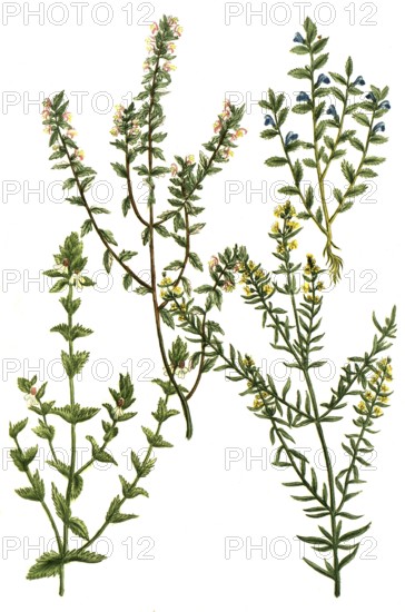 Eyebright, Euphrasia officinarum, coerulea, purpurea, lutea, Historical, digitally restored