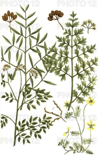 A. Ferula amoniaca, Ammoniacum gummi, vel Gummi hammoniacum, b. Ferula galbaniflua, Galban resin, c