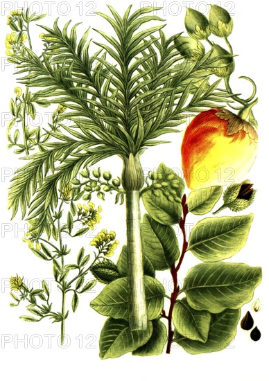 A. Fagus fau, beech, b. Falcata sylvestris, betel nut palm, c. Falcata altera, shag syn areca vel