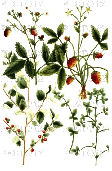 A. Foenum graecum, Trigonella foenum-graecum, fenugreek, b. Foernum graecum sylvestre, wild