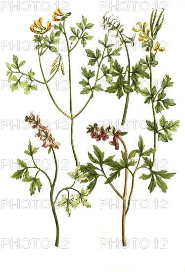 Earth smoke, Fumaria siliguosa, bulbosa (4 varieties), historical, digitally restored reproduction