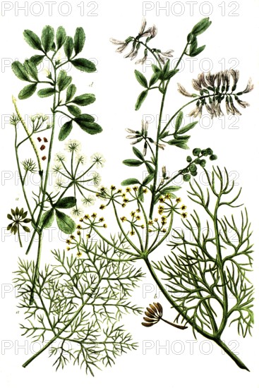 A. Foeniculum commune, fennel, b. Foeniculum vulgare var. dulce, spice fennel, c. Foenum