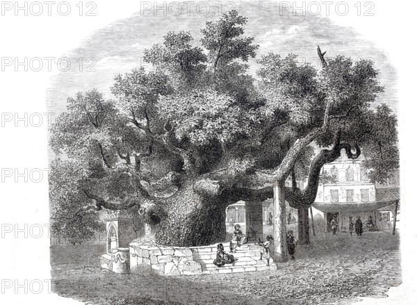 The old plane tree of Hippocrates, Platanus orientalis, on the large square of the island of Kos,