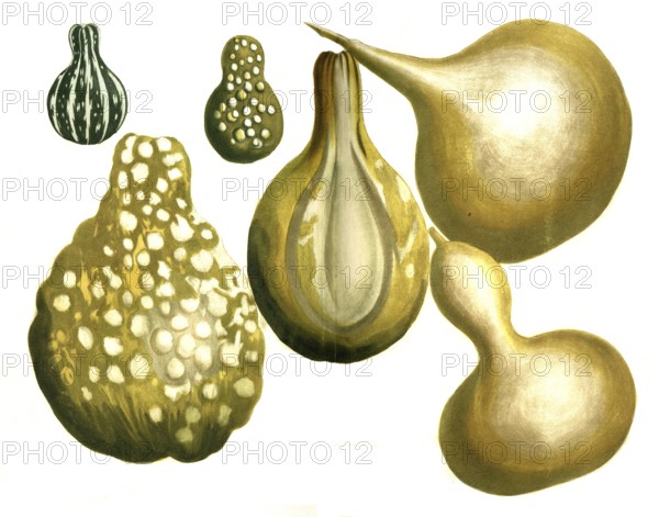 Bottle gourd Cucurbita lagenaria, variations of the gourd, matraciforma, pyriformis variegata,
