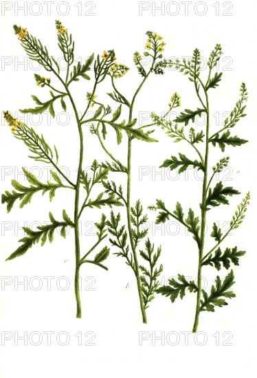 Eruca sylvestris flore albo, White mustard and Eruca palustris lutea, Historical, digitally
