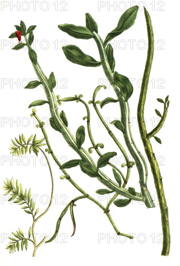 Spurges, Esula fruticosa, juncea, indica and tithymalus, historical, digitally restored