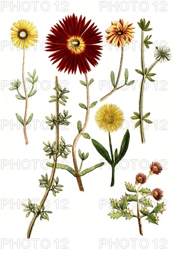 Various species of Ficoides africana, Historical, digitally restored reproduction from a 19th