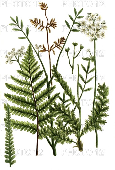 A. Filicula alpina crispa, b. Filipendula aquatica, c. Filipendula vulgaris, Filipendula vulgaris,