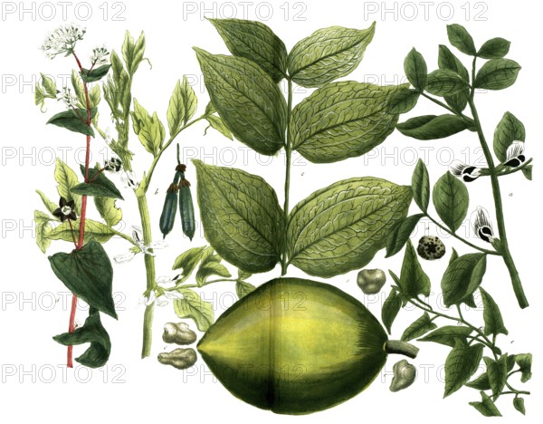 A. Faba major, bean, b. Faba minor, horse bean, c. Faba St. Ignatii, fever bean, d. Fagopyrum