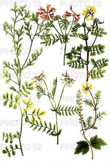 A. Coronilla, hatchet weed, b. Coronilla flore vario, bird vetch, c. Coronilla matitima, d.