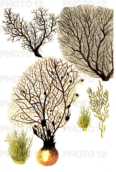 Corallina, various types of coral, historical, digitally restored reproduction from a 19th century