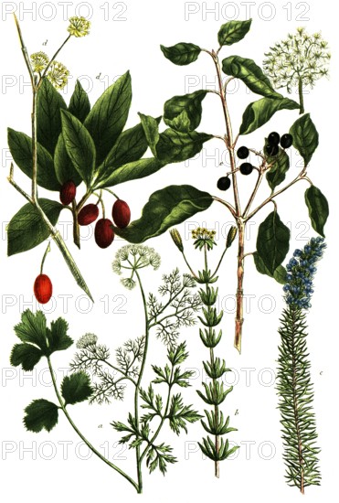 A. Coriandrum, coriander, b. Coris lutea, c. Coris coerulea, d. Cornus mas, cornelian cherry, e.