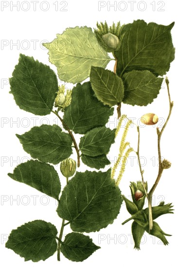 Different varieties of hazel, hazelnut, Corylus sativa, hortensis, sylvestris, Historical,