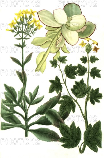 Cotyledon is a genus of the family Cotyledonaceae, here Cotyledon africanum, africanum folio