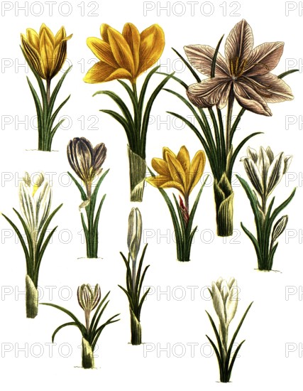 Saffron, Crocus sativus and spring crocus, Crocus vernus, Historical, digitally restored