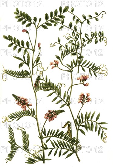 A. Gracca bengalensis hirsuta, b. Gracca piso sylvestris, c. Gracca sylvatica, 4. Gracaa repens