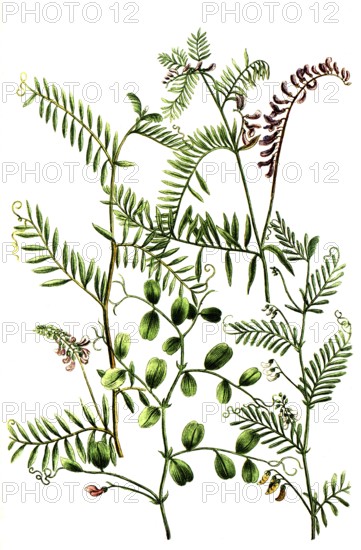 A. Gracca major sylvestris, b. Gracca minor siliquis plurimis, c. Gracca vulgaris latifolia, d.