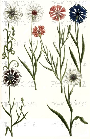 Variations of the cornflower, a. Cyanus albus, b. Cyanus hortensis, c. Cyanus albus flore rubro, d.