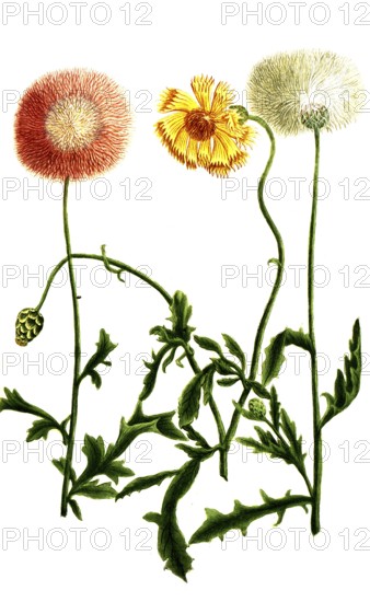 Variations of the cornflower, a. Cyanus orientalis flore purpureo, b. Cyanus odoratus major flore