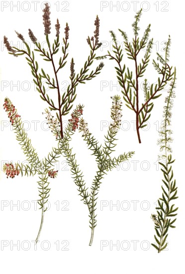 A. Erica vulgaris, broom heather, b. Erica vulgaris rubra, c. Erica folio myricae flore albo, d.