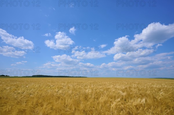 Golden yellow barley field under a wide blue sky with white clouds, summer, Höhefeld, Wertheim,