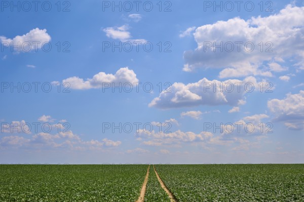 Wide sugar beet field with plants under blue sky and scattered clouds, a path leads into the