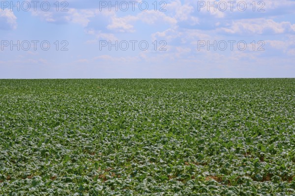 An endless sugar beet field with dense vegetation under a slightly cloudy sky, Hausen, Würzburg