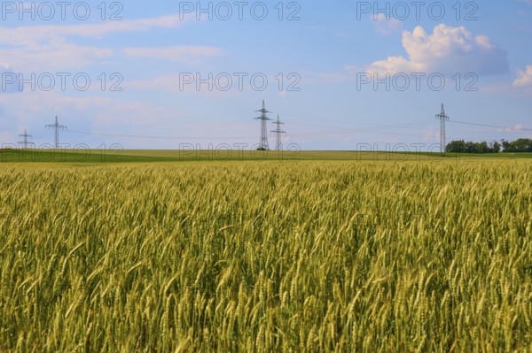 A large wheat field with electricity pylons and a blue, slightly cloudy sky, Marktheidenfeld,