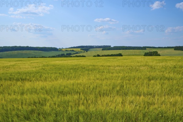 Wide view of green grain fields and hills under a blue sky with few clouds, summer, Retzstadt,