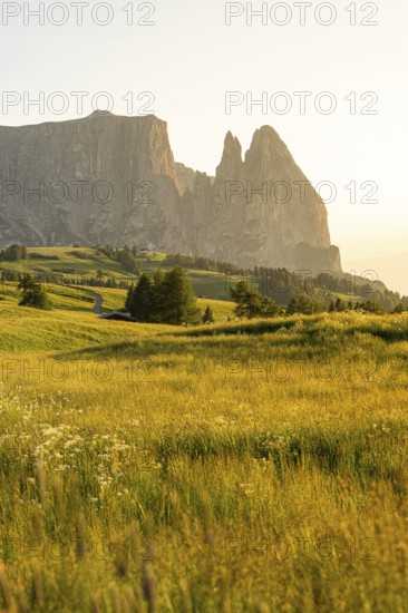 Golden meadow in the evening sun against a steep mountain backdrop, Schlehrn, Alpe di Siusi,