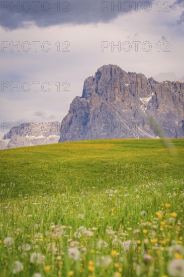 Rocks towering over a vast flower meadow under a cloudy sky, Alpe di Siusi, Dolomites, South Tyrol,